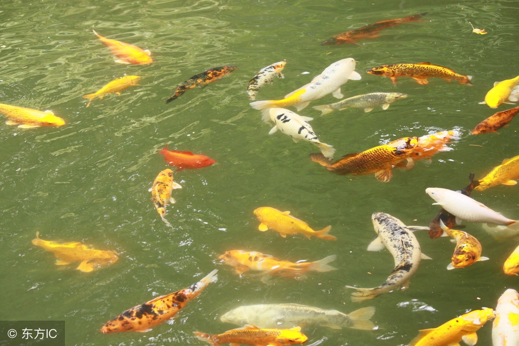 养金鱼的讲究是养单数还是双数,金鱼单数养好还是双数好