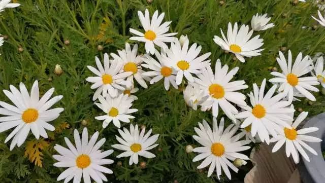 鏃ユ湰浜兘椋庢櫙宸濈搴锋垚,鏃ユ湰宸濈搴锋垚鍒濈鍥涙櫙