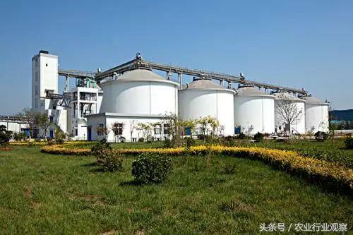 近期粮价下跌是怎么回事还会涨吗,粮价未来走势如何