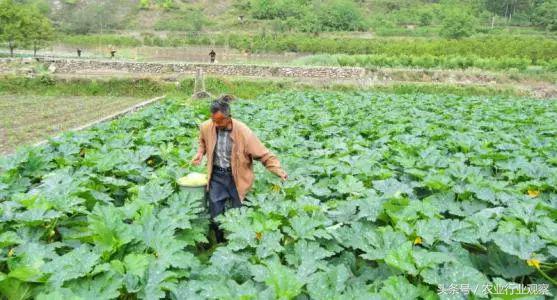 近期粮价下跌是怎么回事还会涨吗,粮价未来走势如何