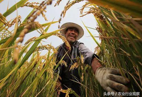 近期粮价下跌是怎么回事还会涨吗,粮价未来走势如何