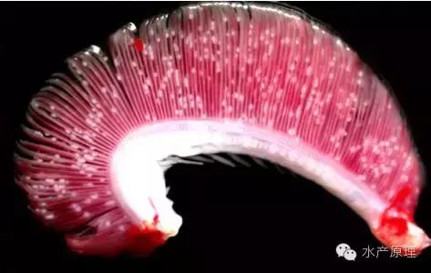 鱼类烂鳃病症状,鱼类烂鳃病致病机理