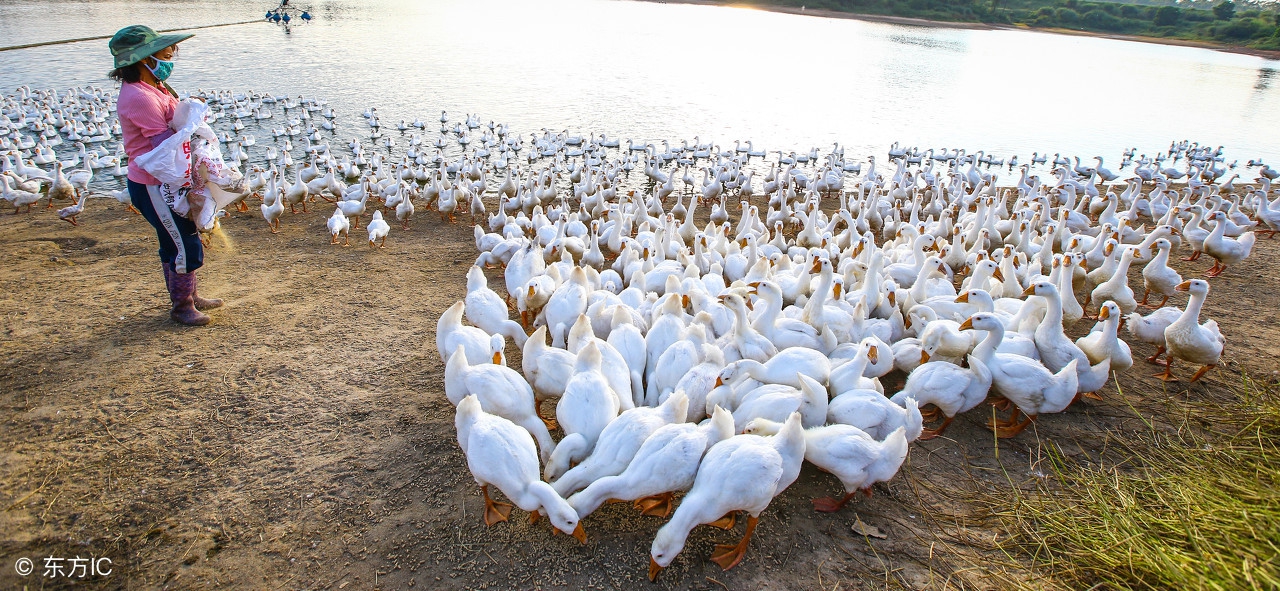 产蛋高峰料量是多少,产蛋高峰后注意什么