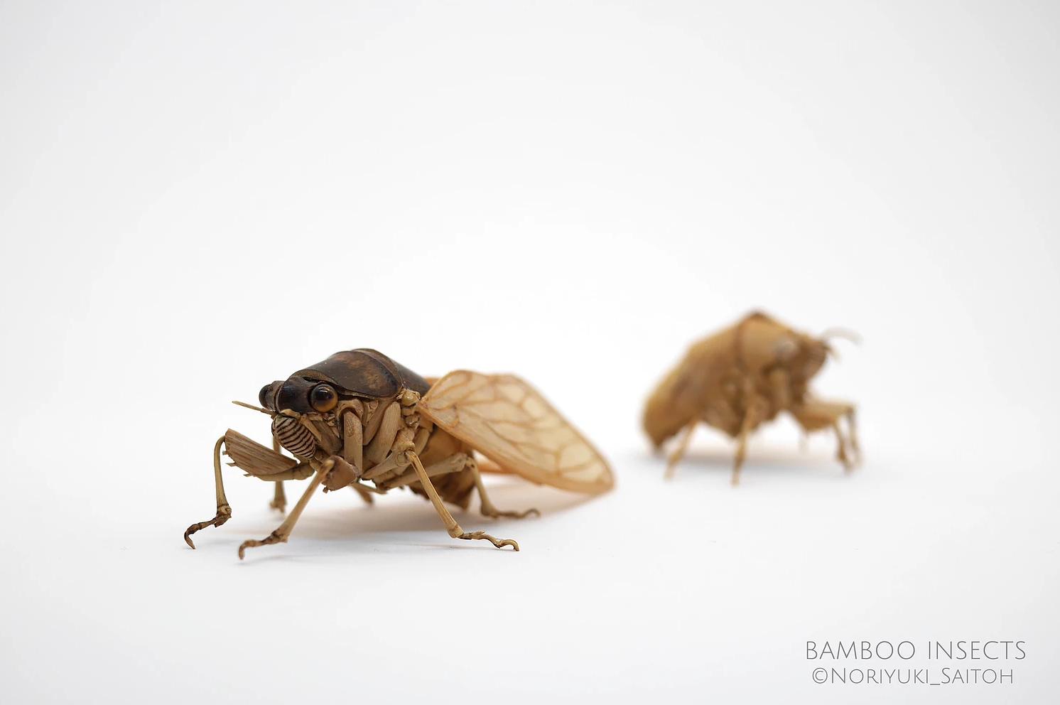 用树木制作一个简易昆虫模型,用枯树枝制作昆虫模型