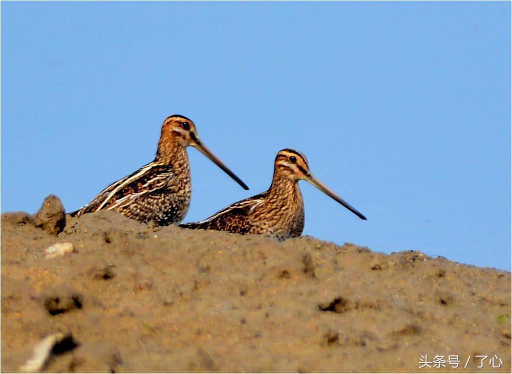 扇尾沙锥几月好抓,扇尾沙锥图片