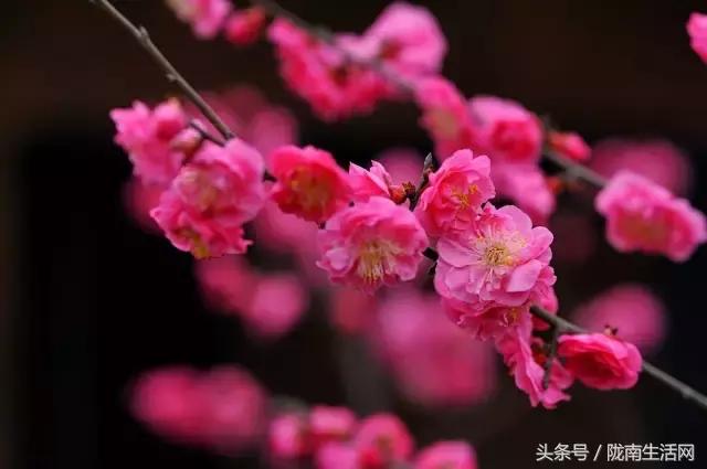 陇南徽县梅园“颜值”已“爆表”，再不去就迟了