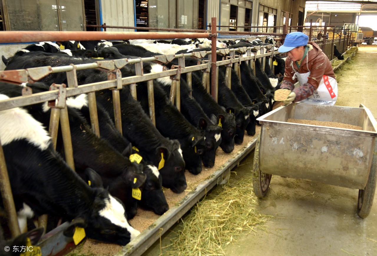 牛初乳禁用于婴幼儿配方食品,是因为牛初乳不好吗?