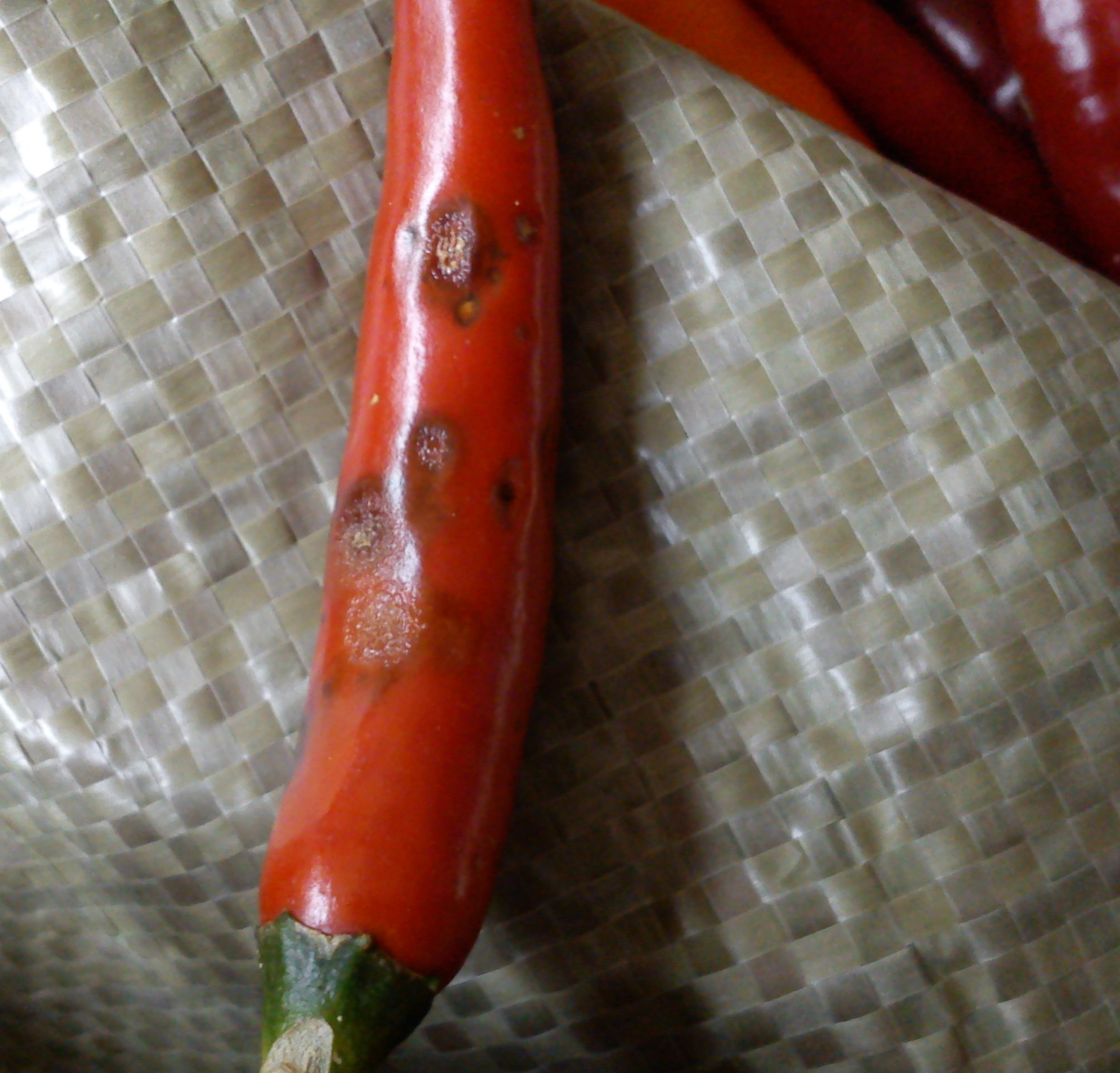 辣椒炭疽病的病原形态,辣椒炭疽病的病症为点状物