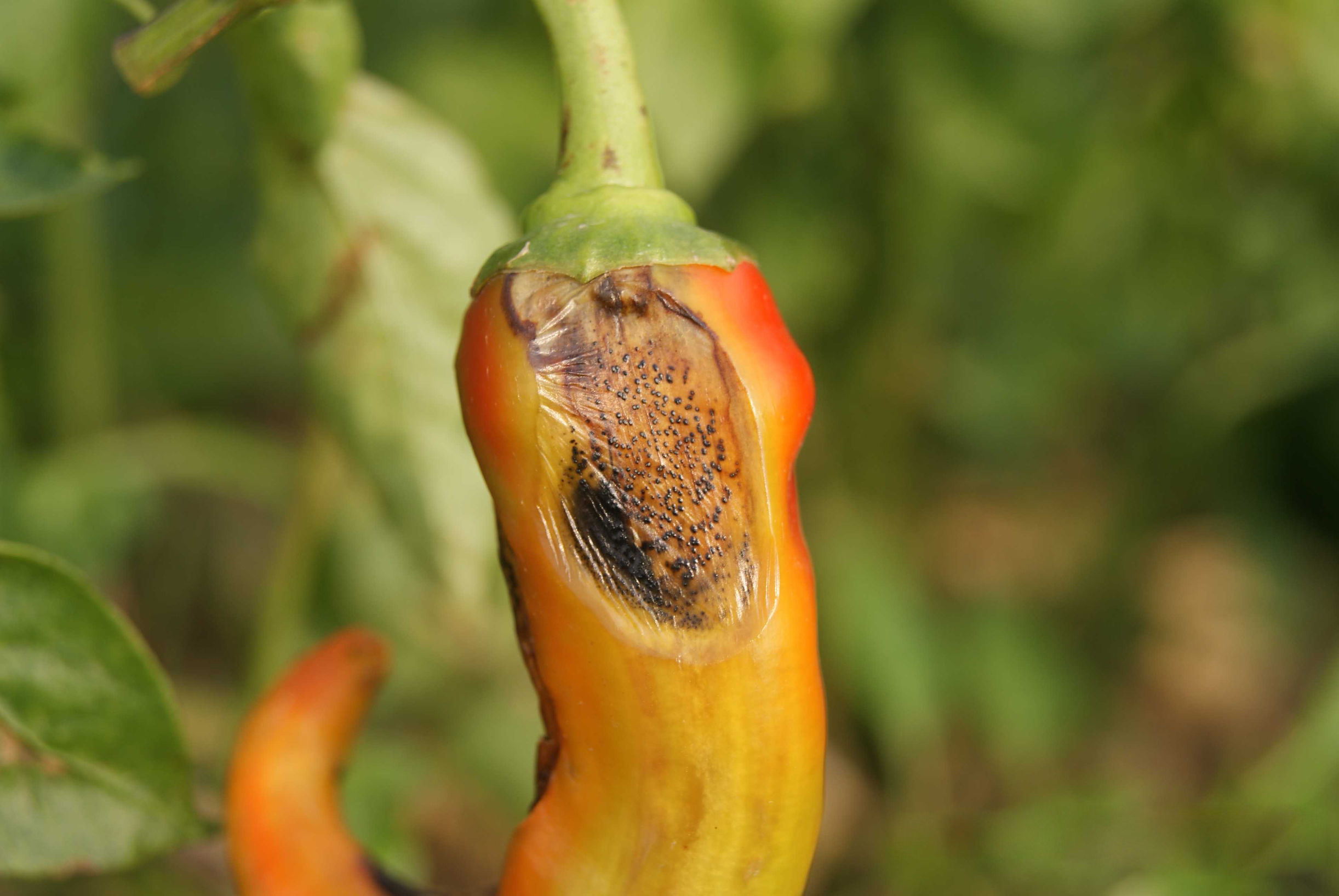 辣椒炭疽病的病原形态,辣椒炭疽病的病症为点状物