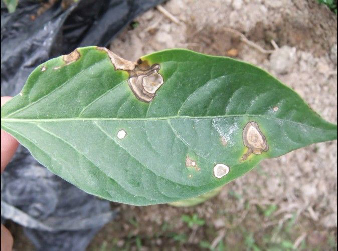 辣椒炭疽病的病原形态,辣椒炭疽病的病症为点状物