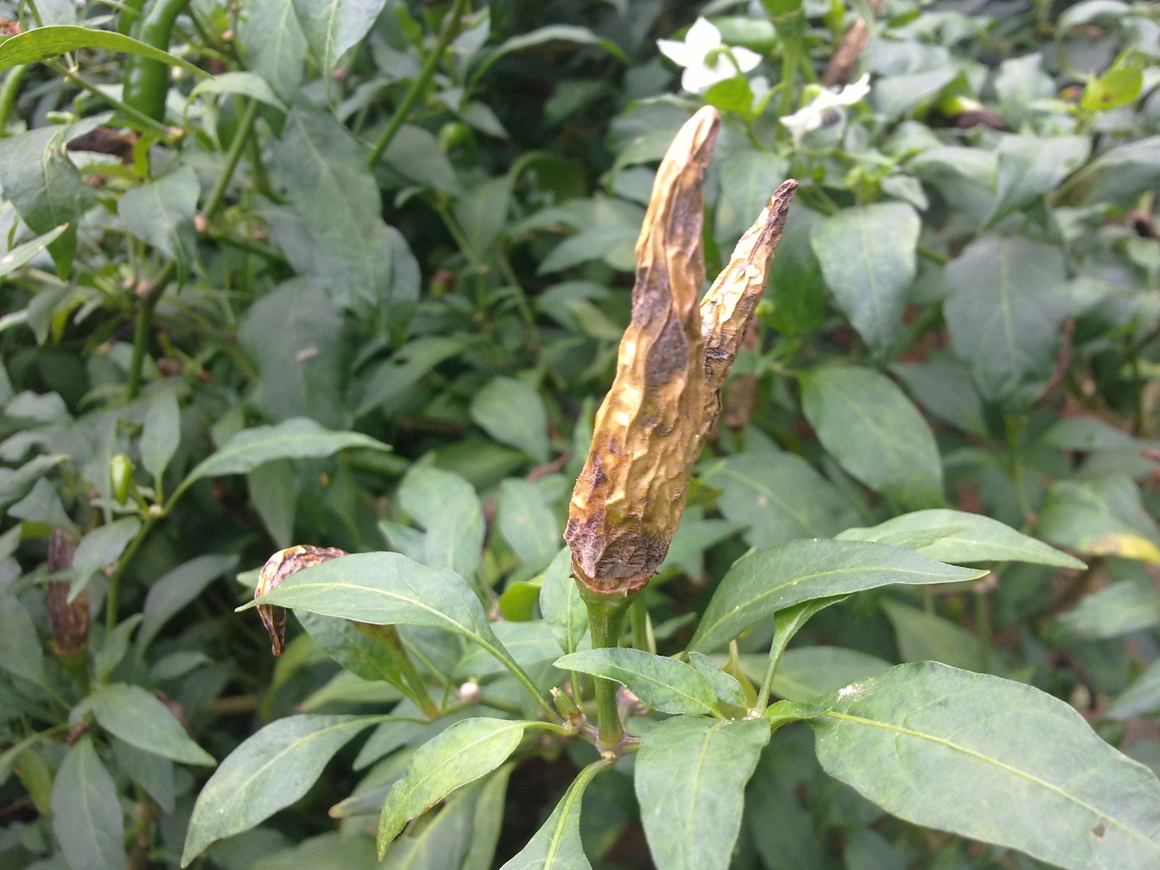 辣椒炭疽病的病原形态,辣椒炭疽病的病症为点状物