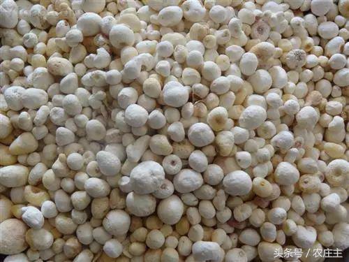 今年中药材普遍行情分析,未来药材走势行情