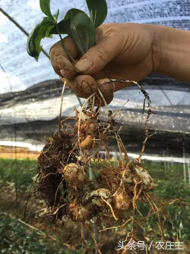 今年中药材普遍行情分析,未来药材走势行情