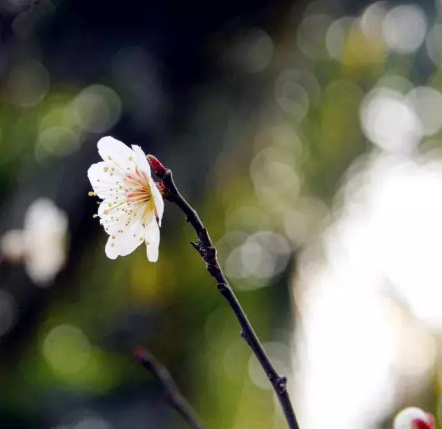 二十四节气惊蛰是哪一天,二十四节气惊蛰怎么画