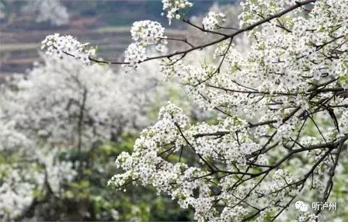 泸州春日赏花好去处,花开似海请收好泸州这份赏花秘籍