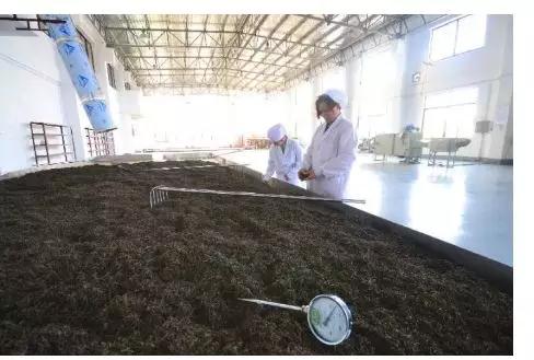 值得喝的几款普洱茶,七款普洱茶都很优秀