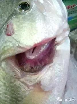 鱼类烂鳃病症状,鱼类烂鳃病致病机理