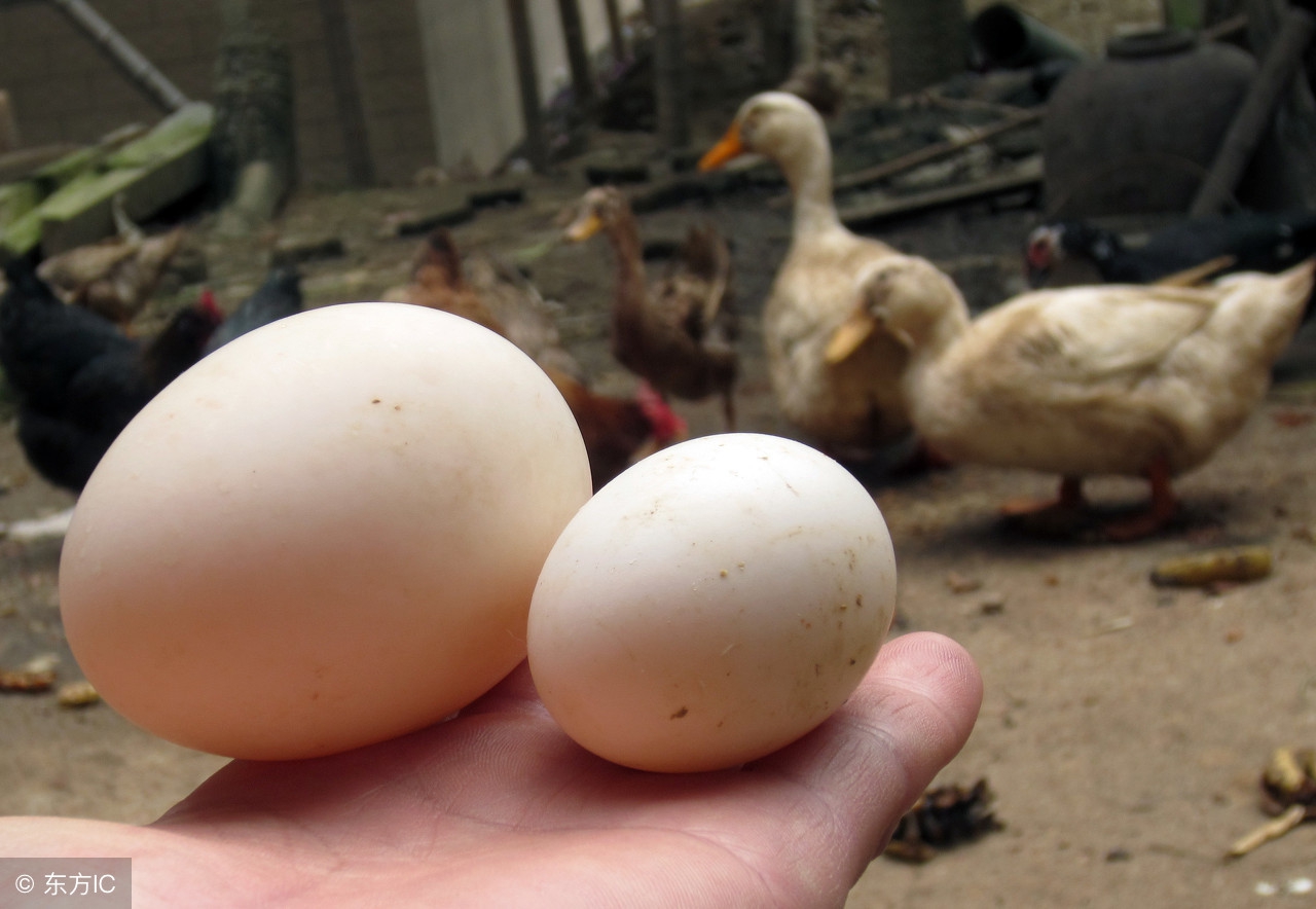 产蛋高峰料量是多少,产蛋高峰后注意什么