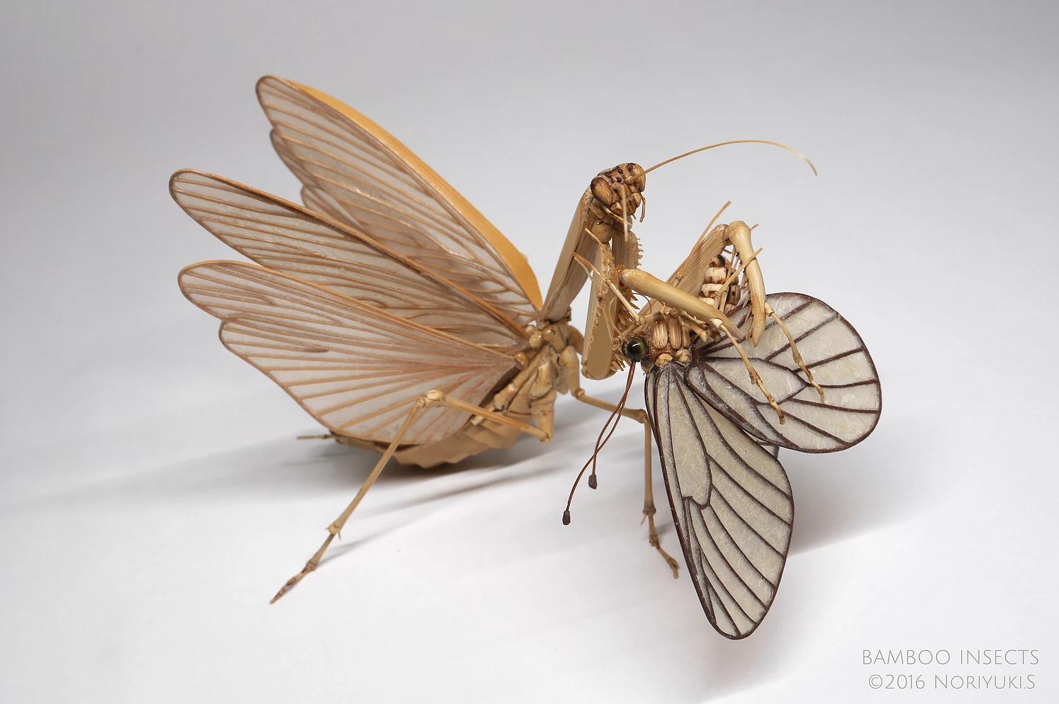 用树木制作一个简易昆虫模型,用枯树枝制作昆虫模型