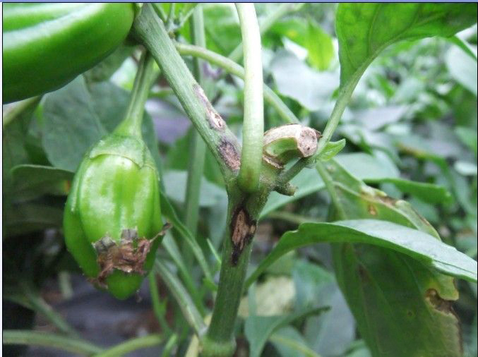 辣椒炭疽病的病原形态,辣椒炭疽病的病症为点状物