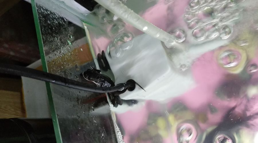 一只有梦想的中华蝾螈死在了梦想的路上