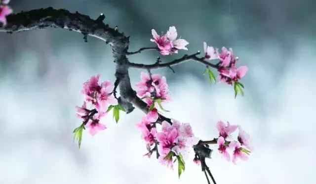 二十四节气惊蛰是哪一天,二十四节气惊蛰怎么画