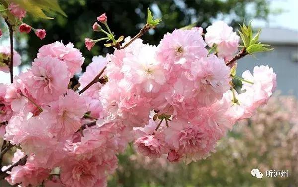 泸州春日赏花好去处,花开似海请收好泸州这份赏花秘籍