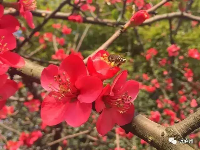 泸州春日赏花好去处,花开似海请收好泸州这份赏花秘籍