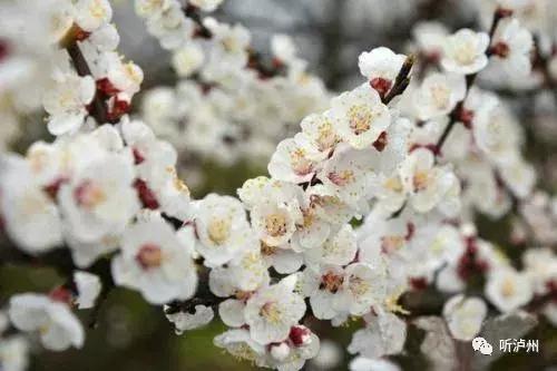 泸州春日赏花好去处,花开似海请收好泸州这份赏花秘籍