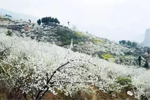 泸州春日赏花好去处,花开似海请收好泸州这份赏花秘籍