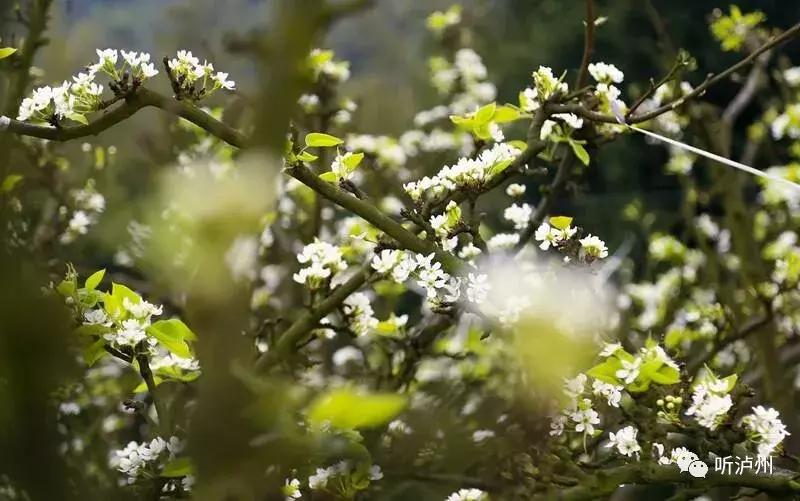 泸州春日赏花好去处,花开似海请收好泸州这份赏花秘籍