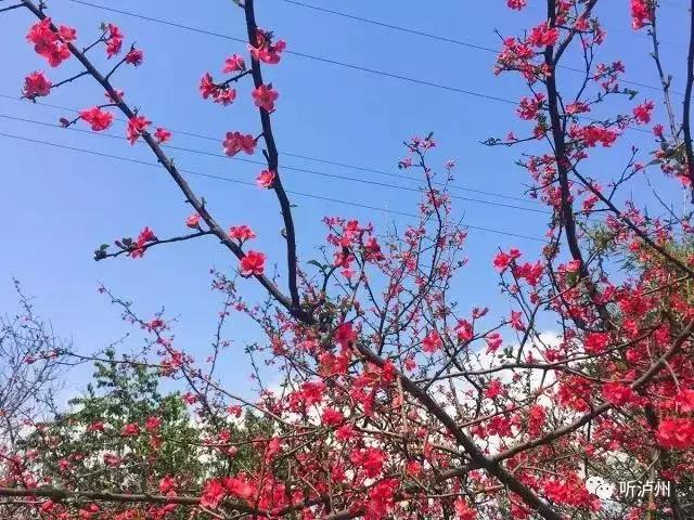 泸州春日赏花好去处,花开似海请收好泸州这份赏花秘籍