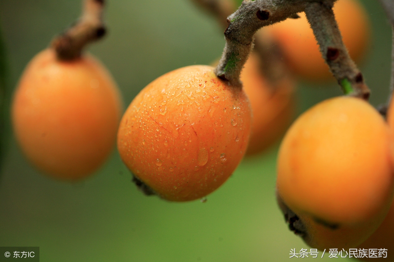 如何熬川贝枇杷膏,怎样熬川贝枇杷膏