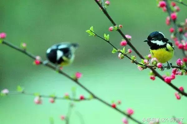今日惊蛰节气高清图片,今日节气惊蛰万物苏醒