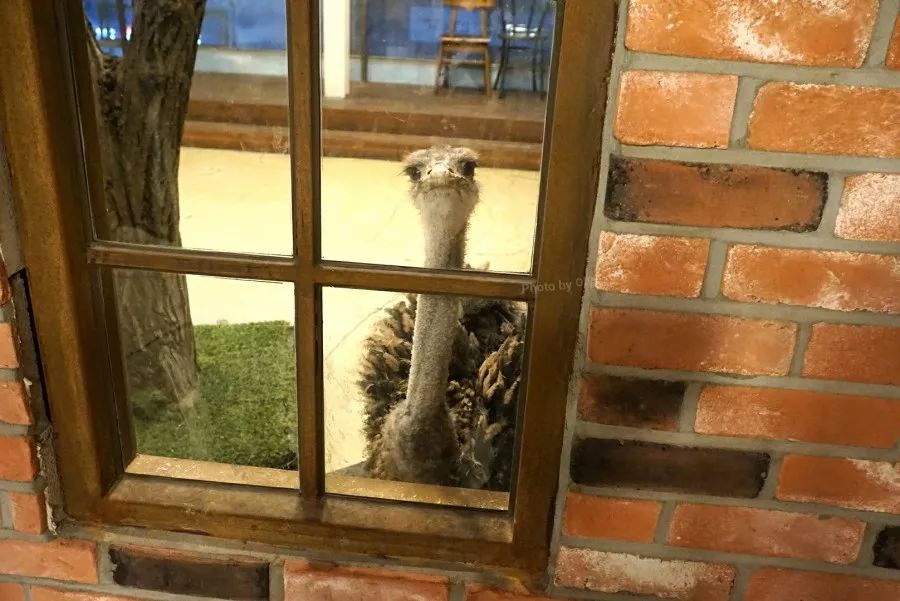 就连文艺女青年也找不到的史诗级咖啡店，因为它们真的藏在角落里