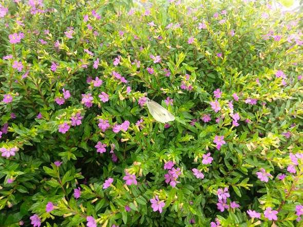 文本直送科技新闻:宏达电旗舰智慧型手机「HTC10」崭新体验，十分完美！