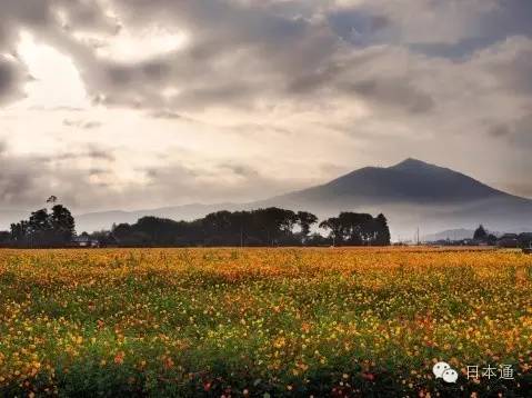 千万不要去魅力指数连续3年倒一的茨城，给你十个理由够不够