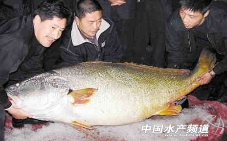 一条鱼上百万黄唇鱼,黄唇鱼身价上百万