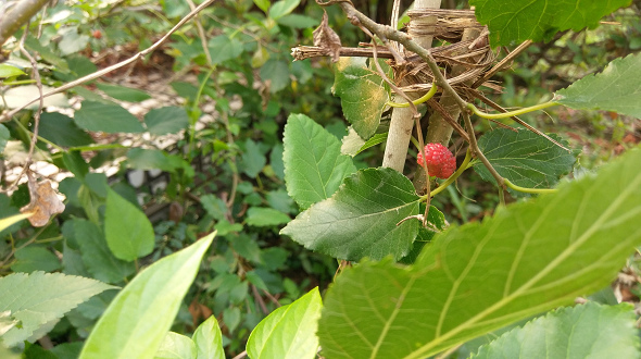 文本直送科技新闻:宏达电旗舰智慧型手机「HTC10」崭新体验，十分完美！