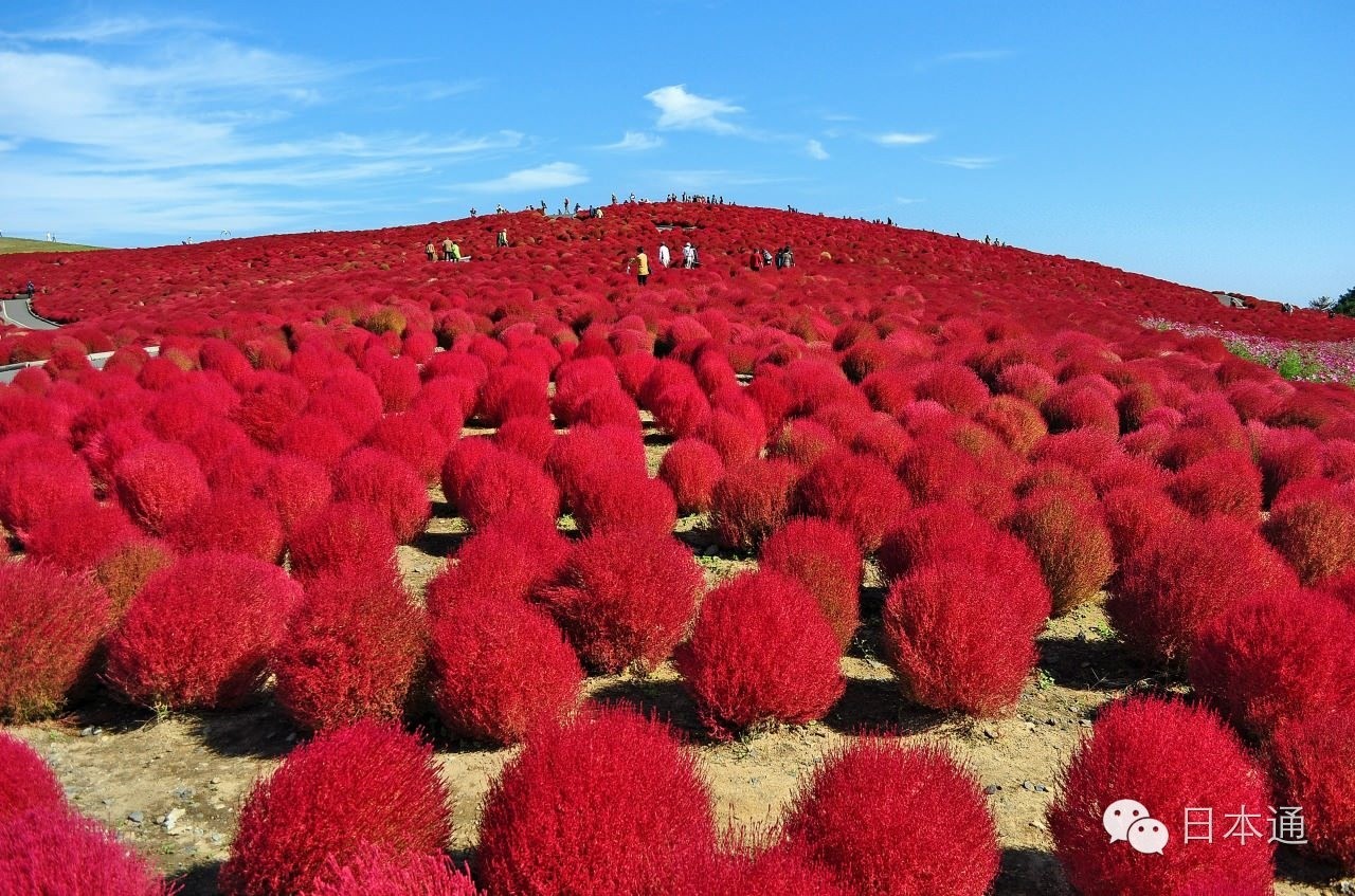 千万不要去魅力指数连续3年倒一的茨城，给你十个理由够不够