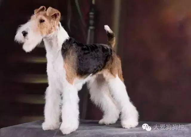 想不到，狗狗的耳型有这么多种！