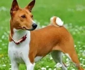 想不到，狗狗的耳型有这么多种！