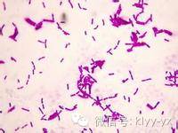 小儿细菌性痢疾并发症,新生儿肠炎日常怎么护理