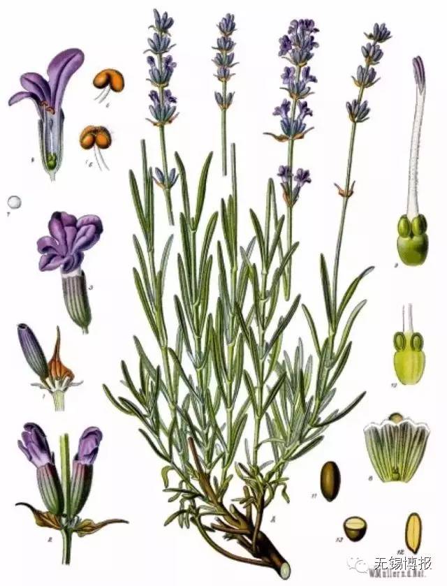 薰衣草花海的花期,雪浪山观赏薰衣草