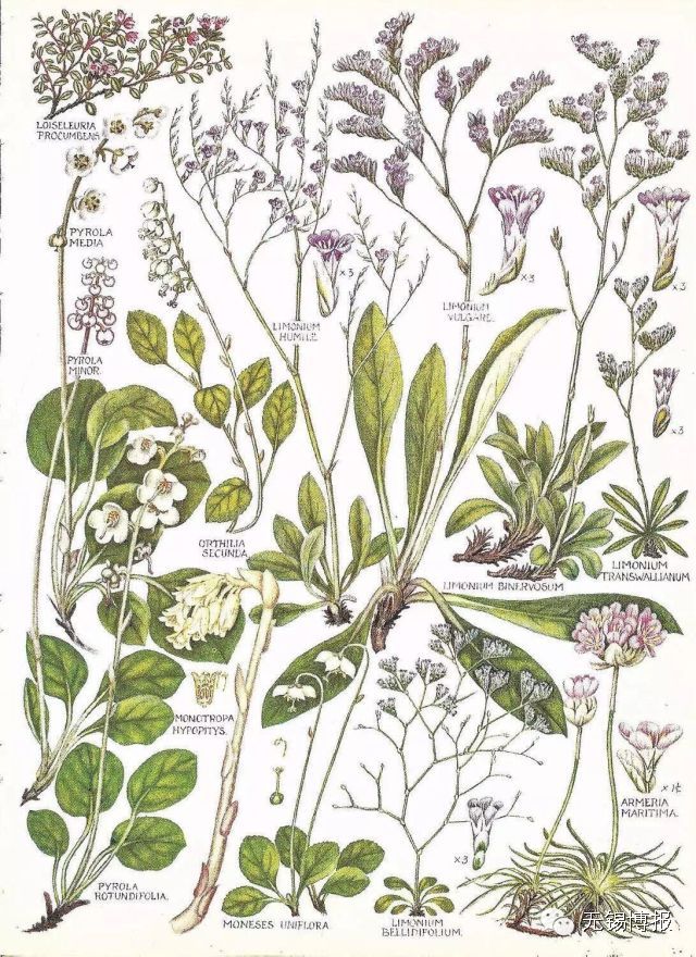 薰衣草花海的花期,雪浪山观赏薰衣草