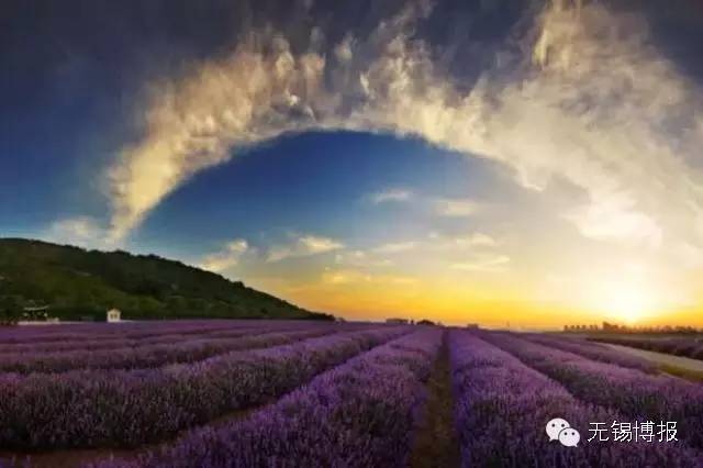 薰衣草花海的花期,雪浪山观赏薰衣草