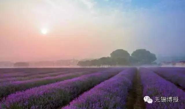 薰衣草花海的花期,雪浪山观赏薰衣草