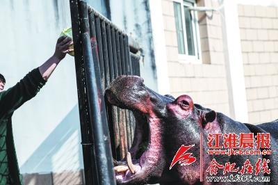 动物园动物体检,大熊猫抽血视频