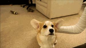 想不到，狗狗的耳型有这么多种！