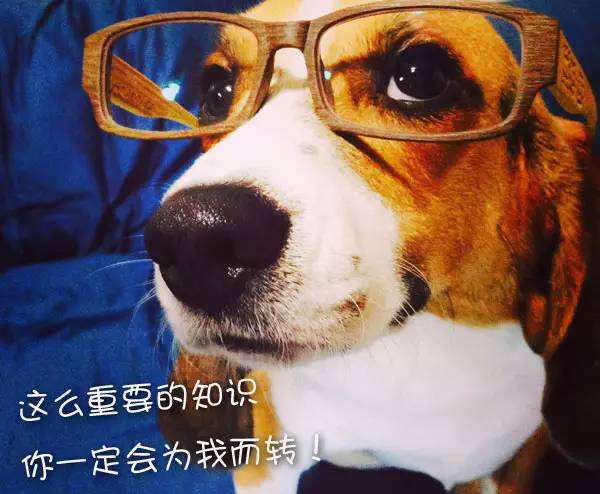 狗狗见女主人癫痫发作,狗狗癫痫一小时发作10次